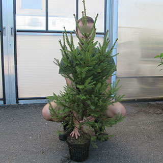 arbre de noel - epicea commun en pot 3l